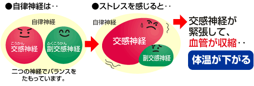 自律神経には交感神経と副交感神経があり、二つの神経でバランスをたもっています。しかし、ストレスを感じると交感神経が緊張して血管が収縮。そのため体温が下がります。